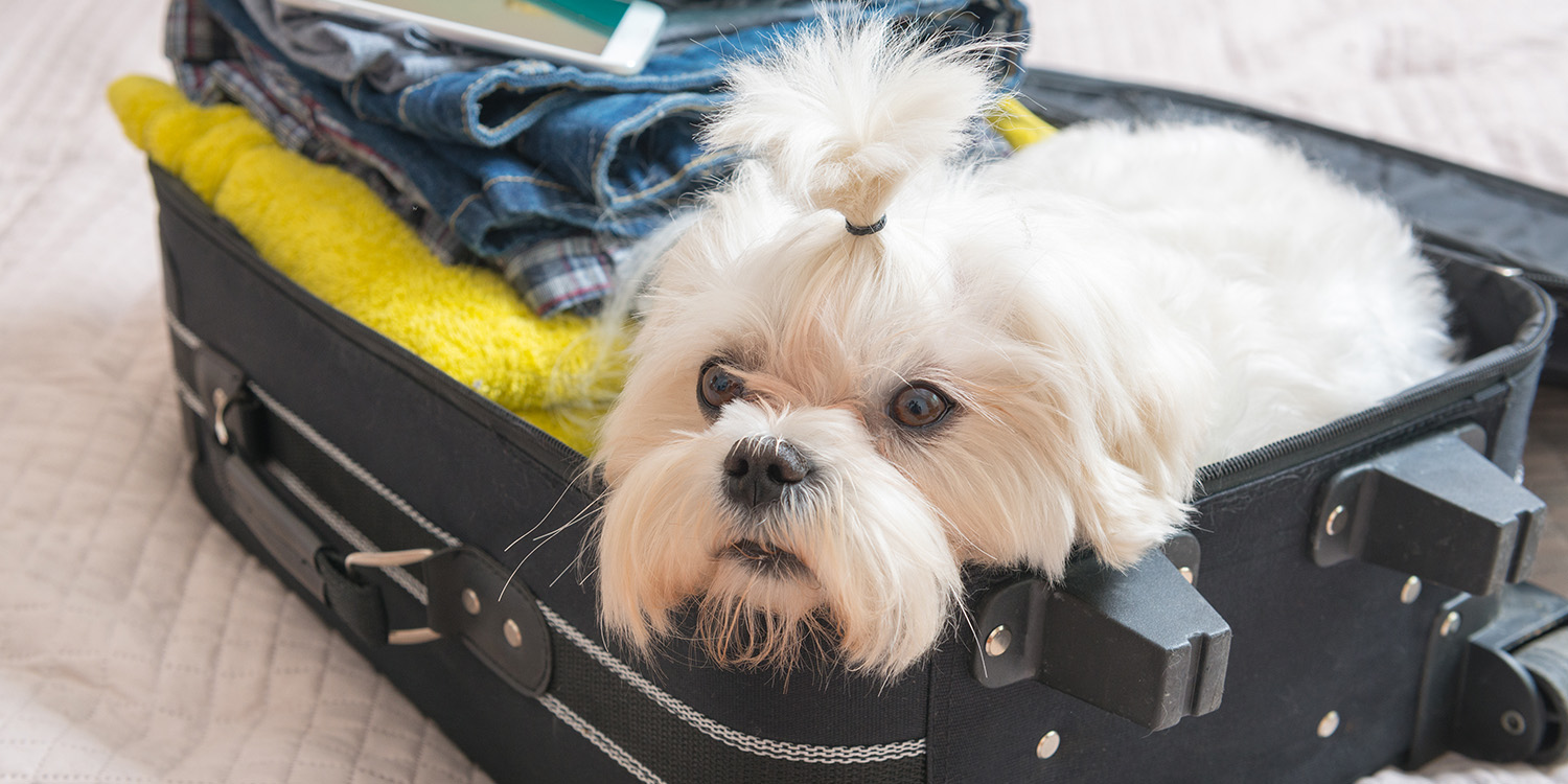 Bring Your Furry Friend Along Homestay Suites Is Pet-friendly